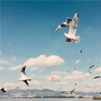 49图库资料免费大全资料澳门手机app下载截图